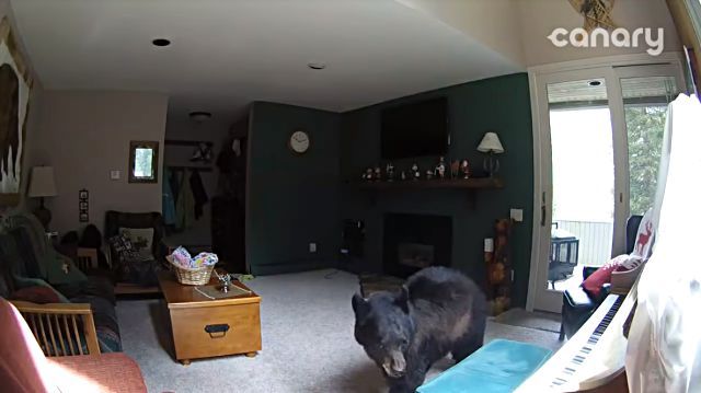 bearplayspiano4