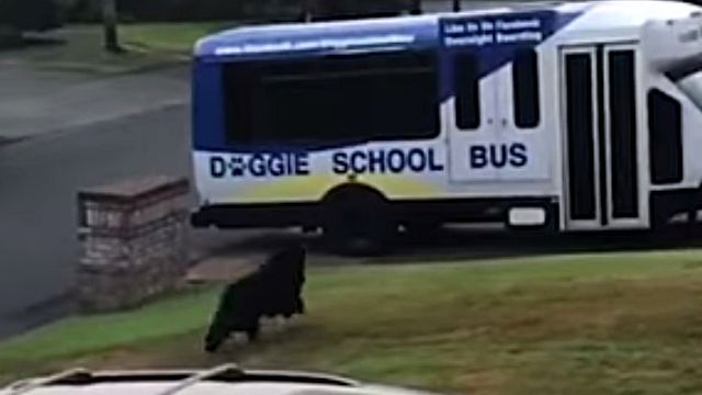 dogschoolbus2