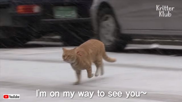 deliverycat1_640