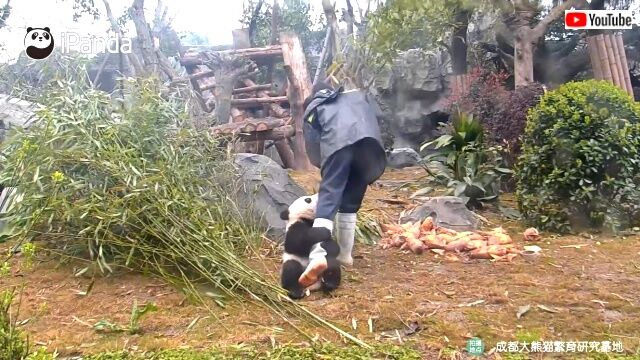pandaworkers5_640