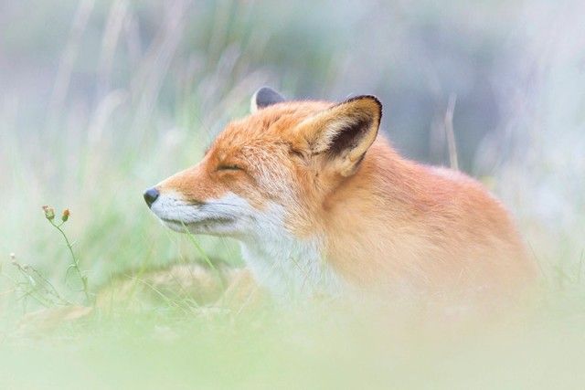fox11_e
