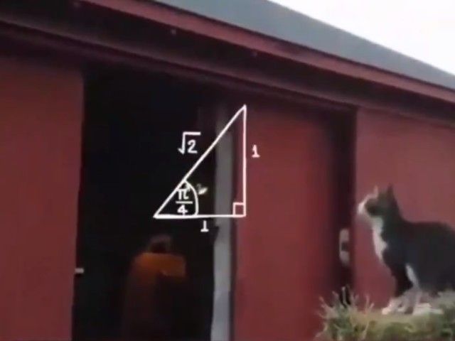 catfailjump4_e