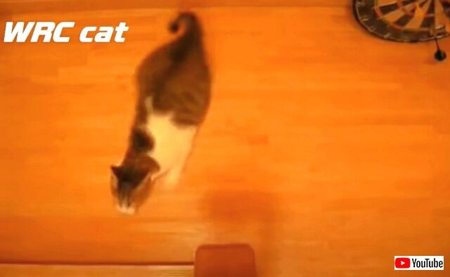 driftingcats3_640