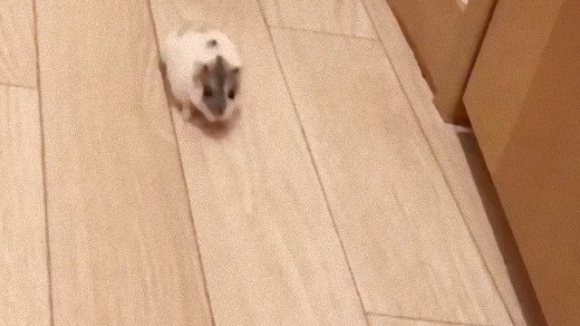 dropped
