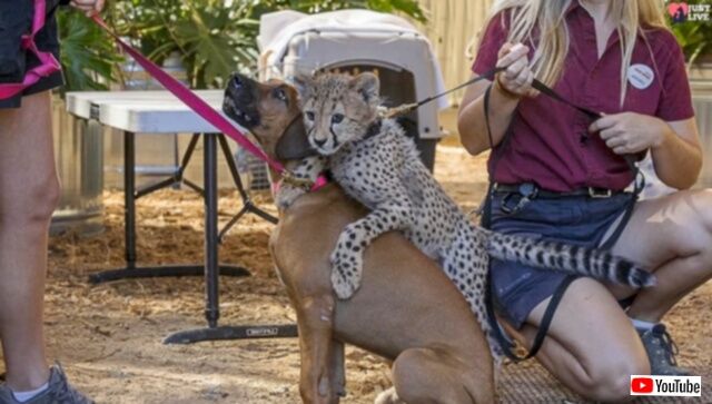 赤ちゃんの頃から一緒に育ち、生涯のパートナーとなったチーターと犬。彼らの間に別れと新たな出会いが訪れていた