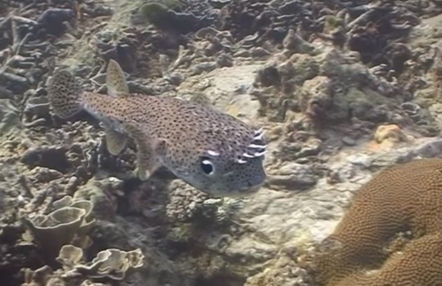 pufferfish16_e