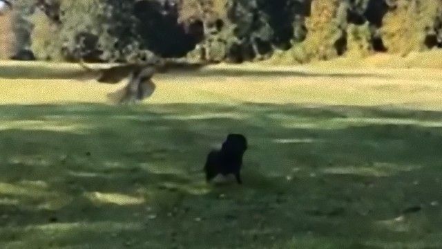 公園を散歩中に猛禽類が空からやってきた！子犬の危機一髪