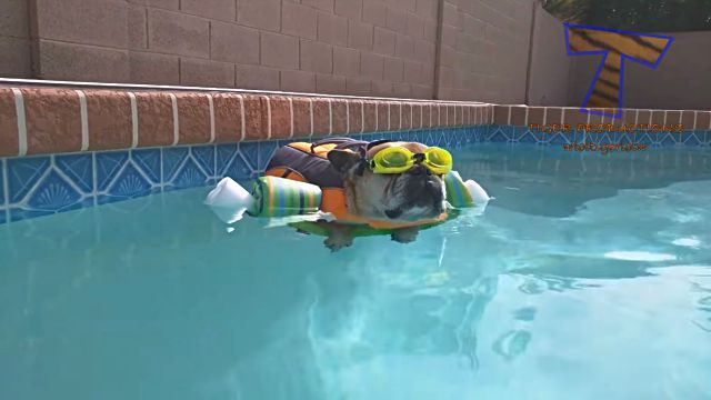 funnyanimalsinpools3