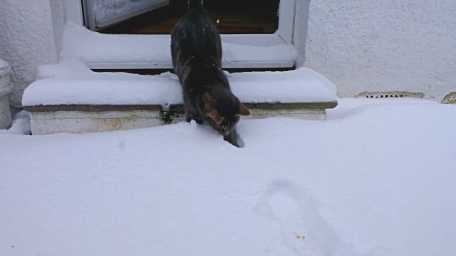 catmeetssnow2