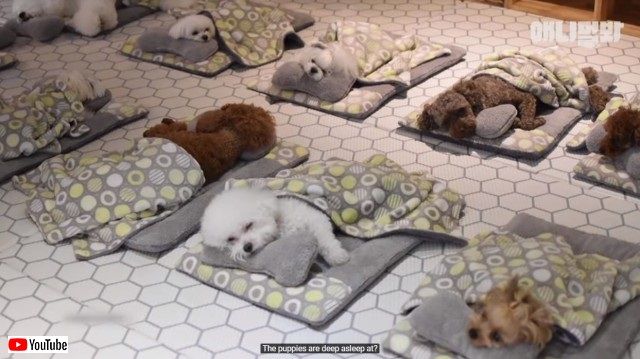 puppieskindergarten1_e