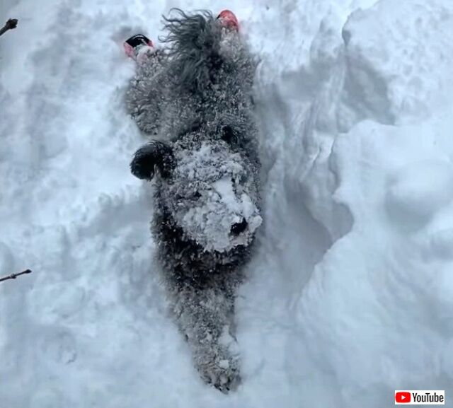 snowdog8_640