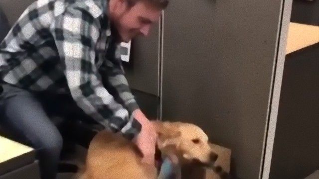 オフィスに犬が出社した！社員たちに挨拶して回る犬に思わず笑顔がこぼれる様子