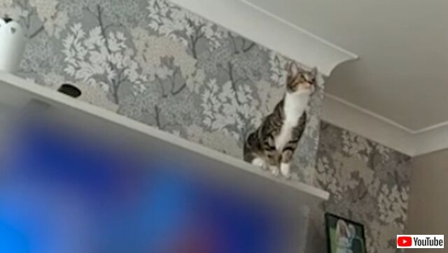 愛猫がシーリングファンに大ジャンプ！「だって、飛べると思ったニャ…」などと供述しつつも旋回してしまう