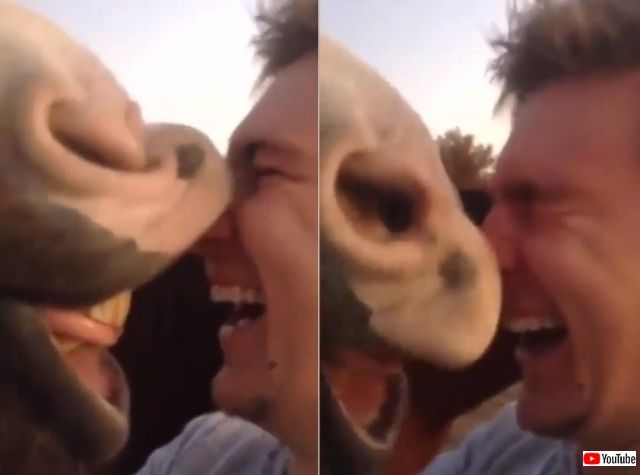 funnyhorses5_640