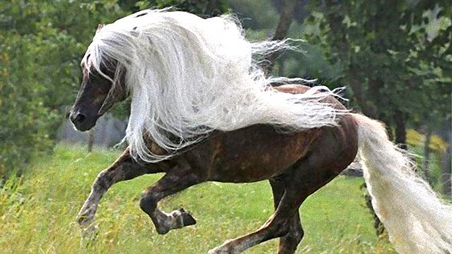 horse3_ea