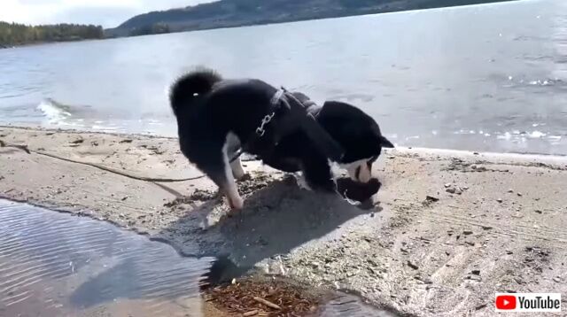 beachnshiba4_640