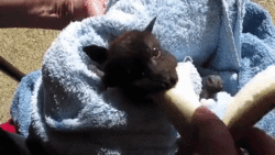 おいちいおいちい もっとほちい コウモリの赤ちゃん 美味しそうにバナナを食すの図 カラパイア
