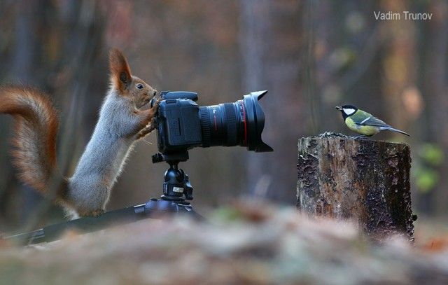 squirrel-photography-russia-vadim-trunov-2-1_e