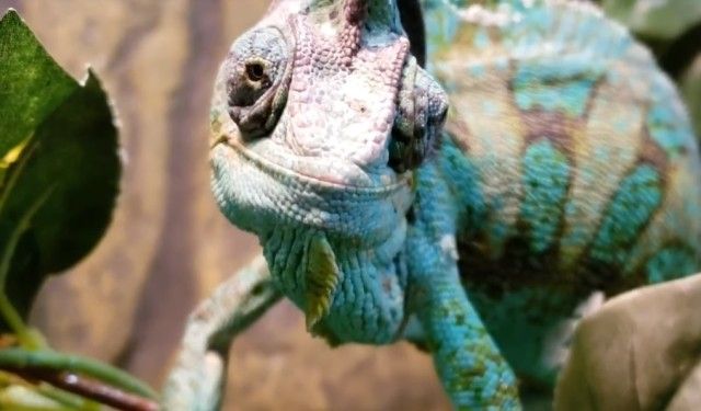 chameleon0_e