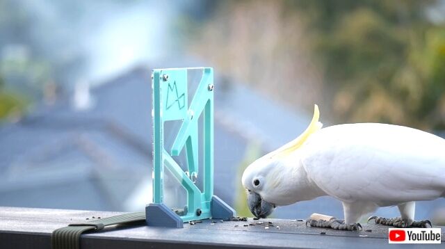 鳥のかしこさってすごい 立体パズルをあっさりと解くキバタンに脱帽 カラパイア