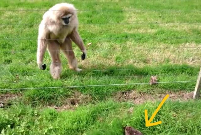 gibbon2