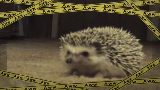 harinezumi