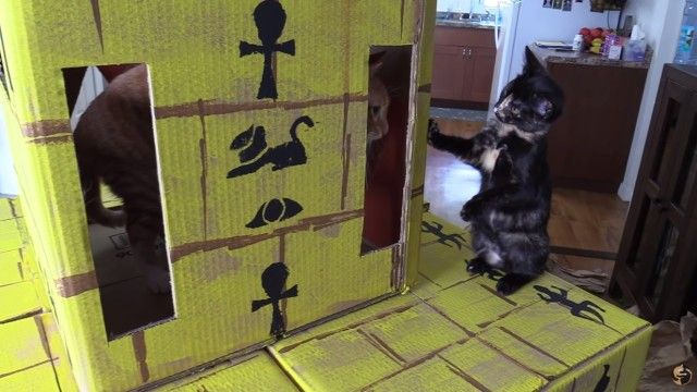 catpyramid7_e