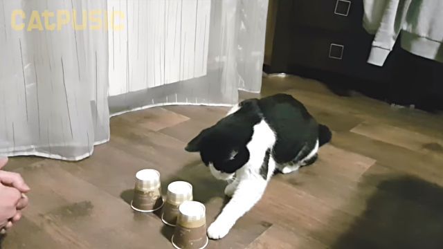 pusicshellgame3