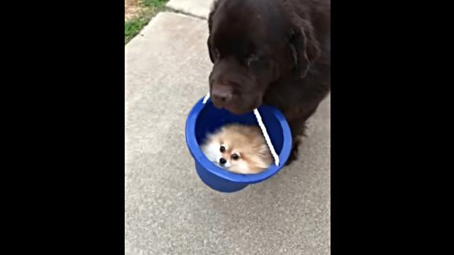 puppyinbuckets1