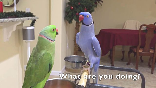 ringnecks1