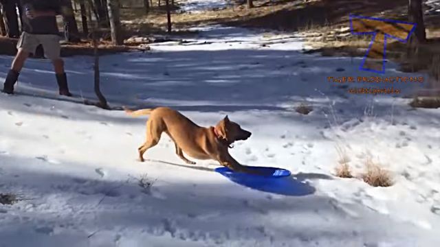 dogsnsnow8