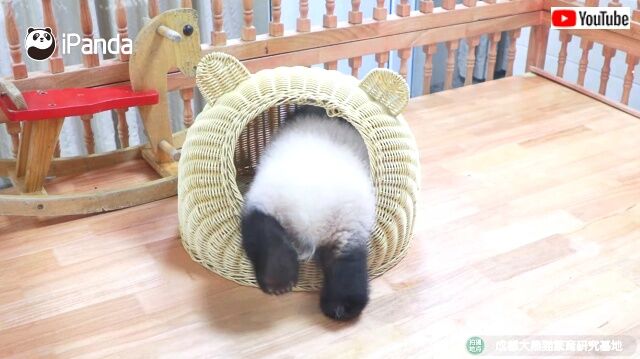 babypandascuteness5_640
