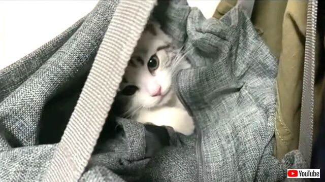 心をあっためたい夜にはスーパーキュートな子猫がピッタリ！可愛い猫ちゃんにガッツリ癒されちゃおう