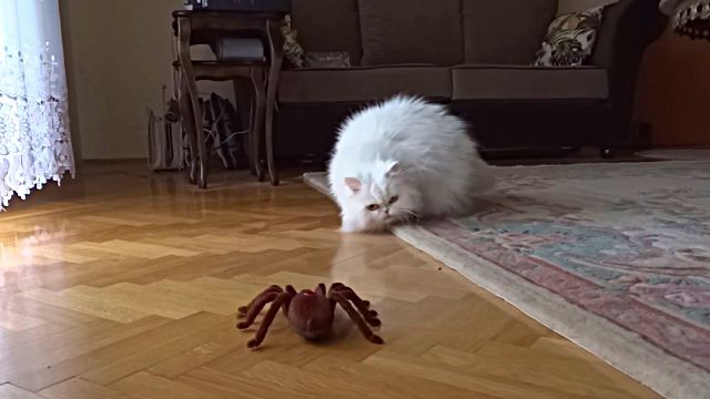 catnspider1