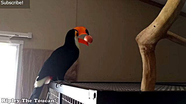 toucan2