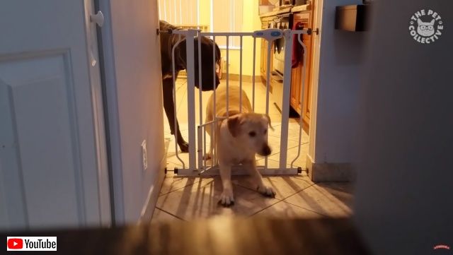 funnyfunnydogs2_batch