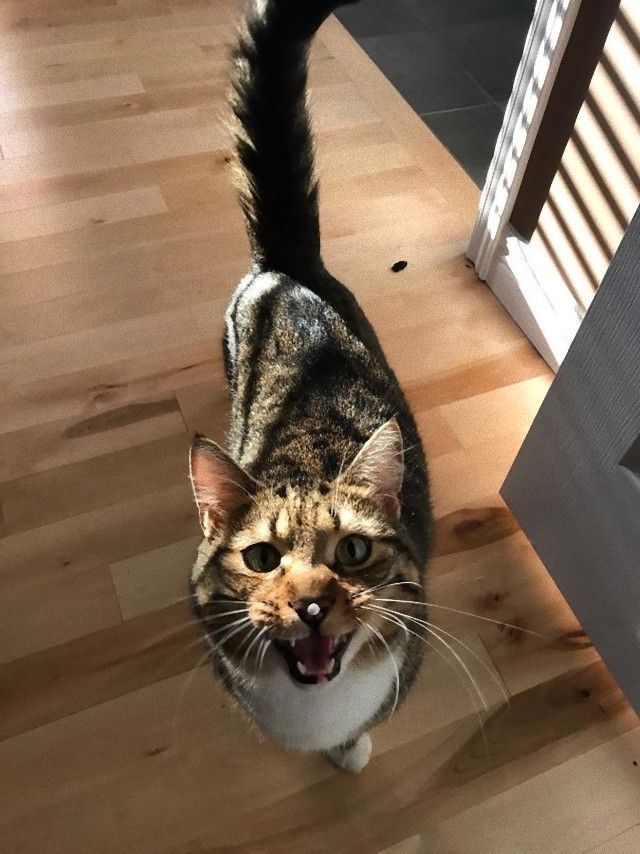 5ae03f321962b_b40w2z71qihz__605_e