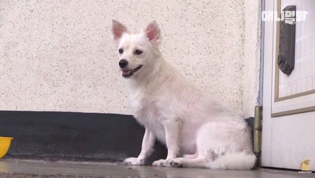 dogwaitingforsomeone4_e
