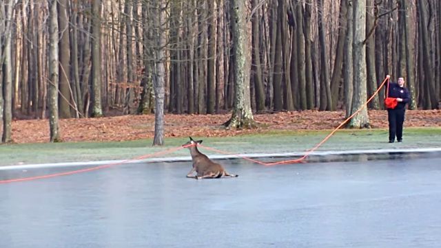 deerrescue3