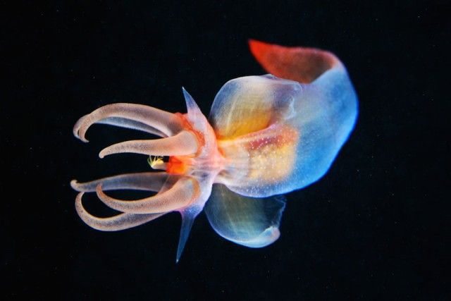 underwater-jellyfish-alexander-semenov-aquatis-24_e