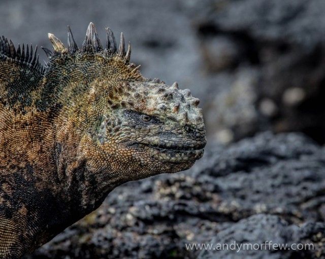 Marine-Iguana-2_e