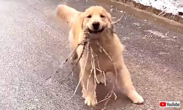 愛犬の 見て見て イイモノ拾ってきたヨ 凍った坂道をどや顔で走り下りて来るゴールデン カラパイア 愛犬の 見て見て イイモノ拾ってきたヨ 凍った坂道をどや顔で走り下りて来るゴールデン カラパイア