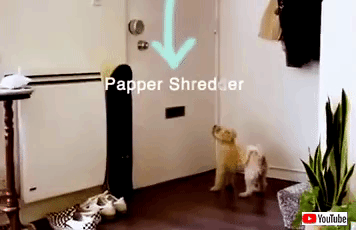 bestpets2021jan2