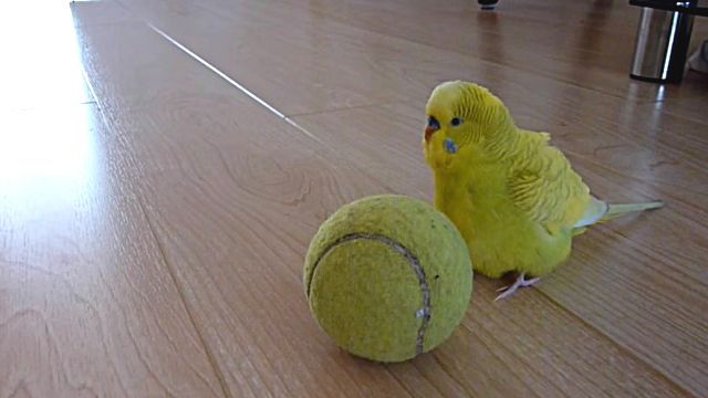 budgie6