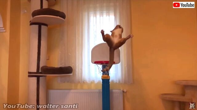 basketballcats3_640
