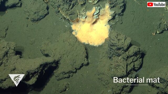 mbari2020_3_6_640