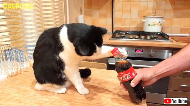 fluffybottleopener2_640