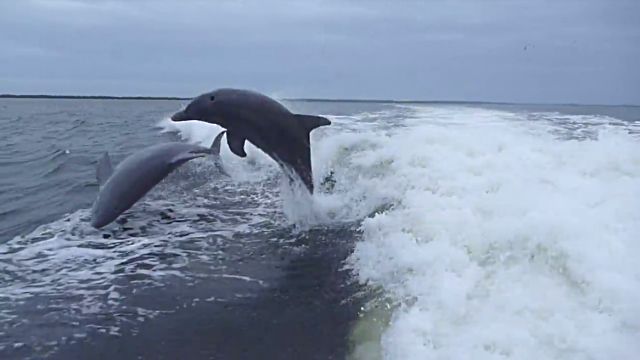 dolphincollision0