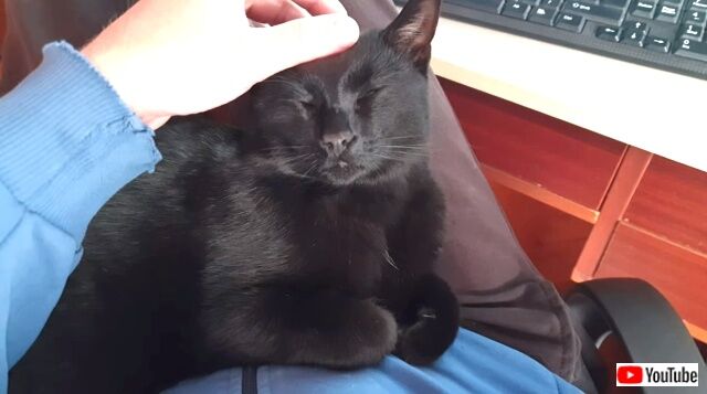 twocatsonelap0_640