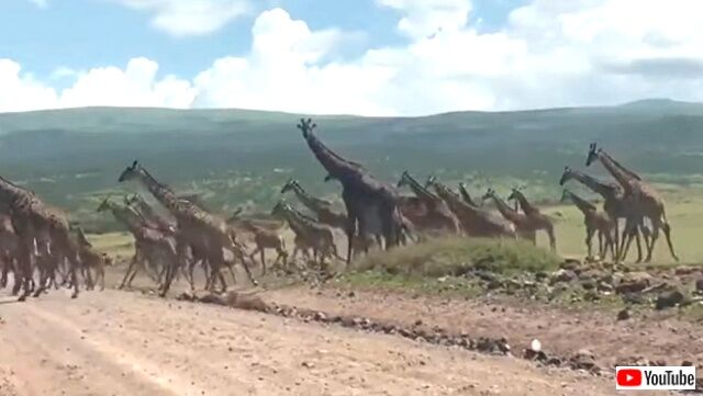 giraffe4_640